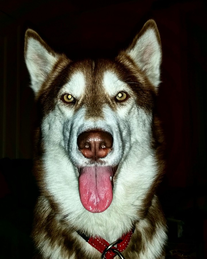 Husky