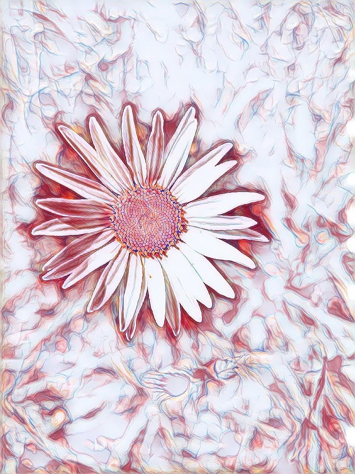 wild flower dark pink