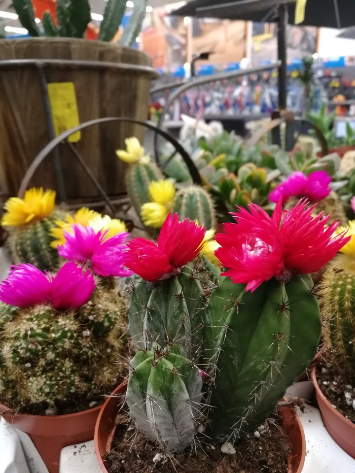 colourfull