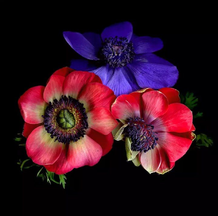 anemone