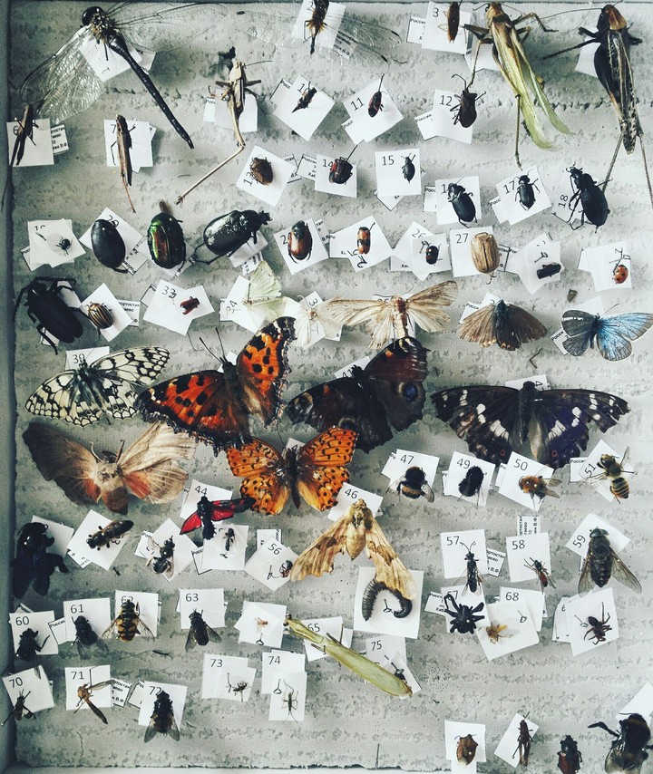 insects