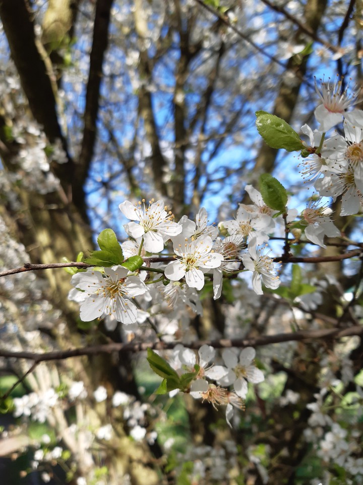 Fleurs de Printemps
