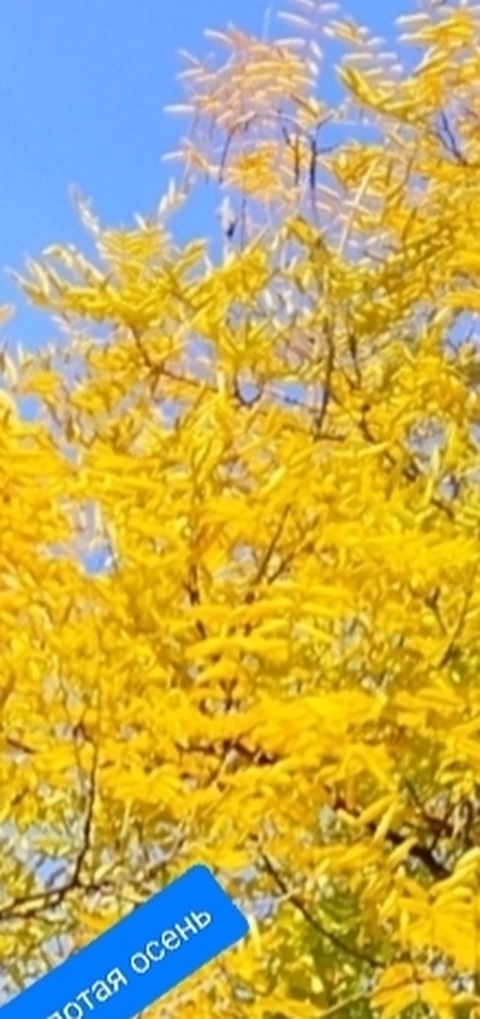 тапети Yellow