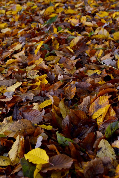bunter Herbst