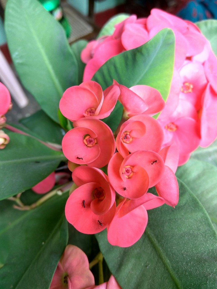 pink flowers