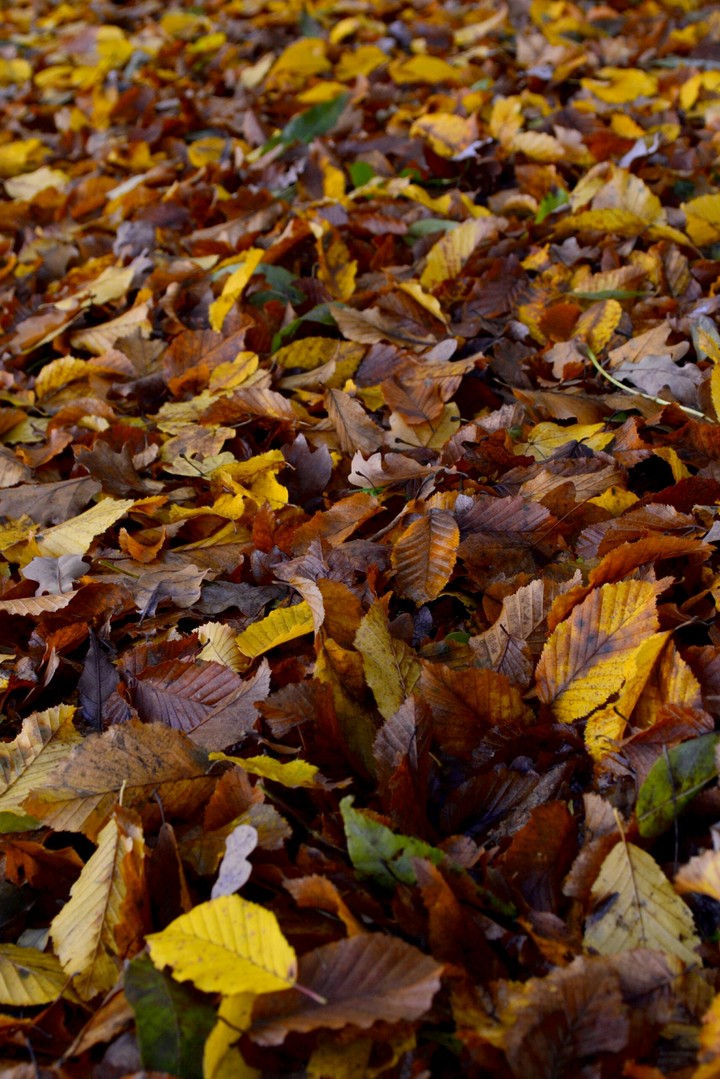 bunter Herbst