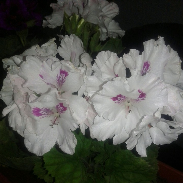 white rose
