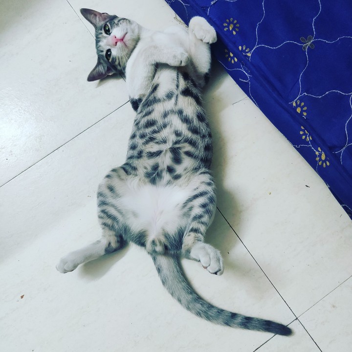 cute cat sleeping
