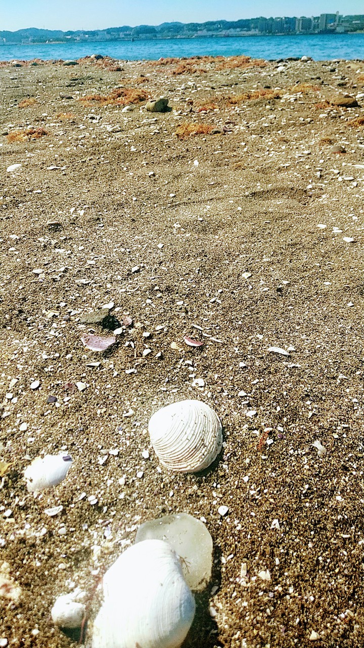 Shell