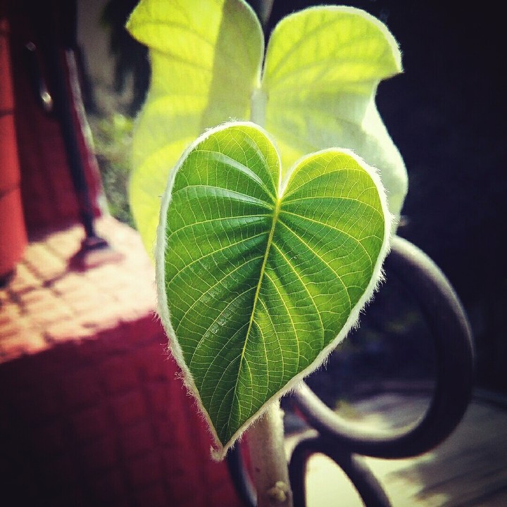 life in the heart of nature