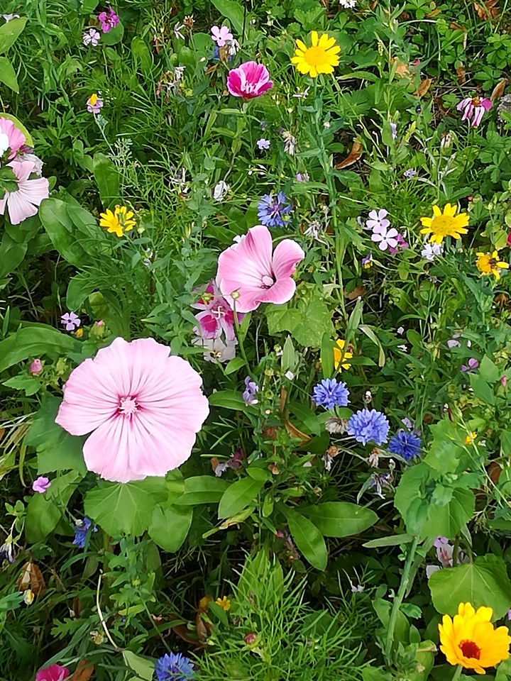 Summer flowers