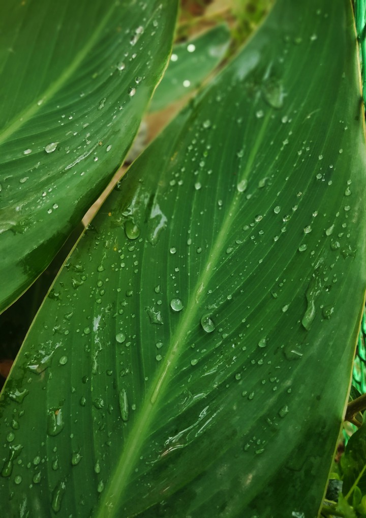 leaf + waterdroplets