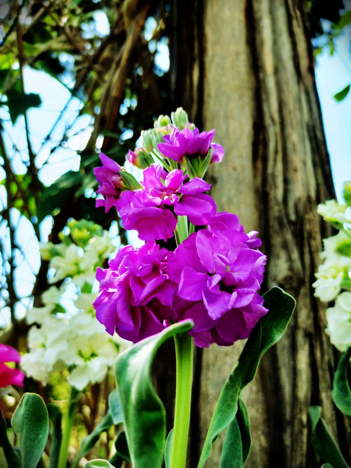 Morning Glory With Purple Flower