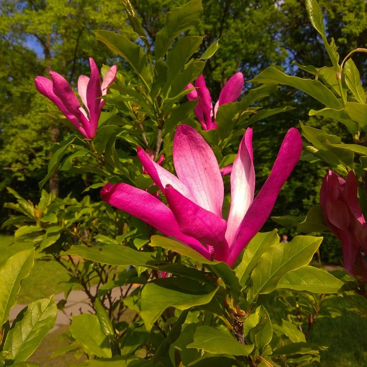 Magnolias