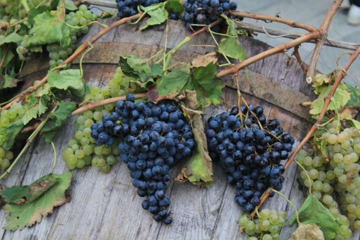 a bit 'of grapes?