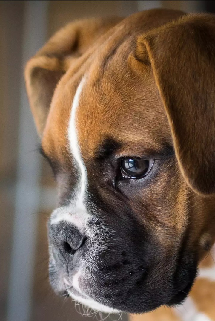 boxer ❤️