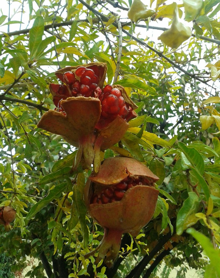 pomegranate
