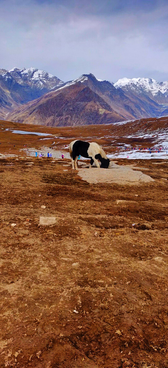 mountain horse