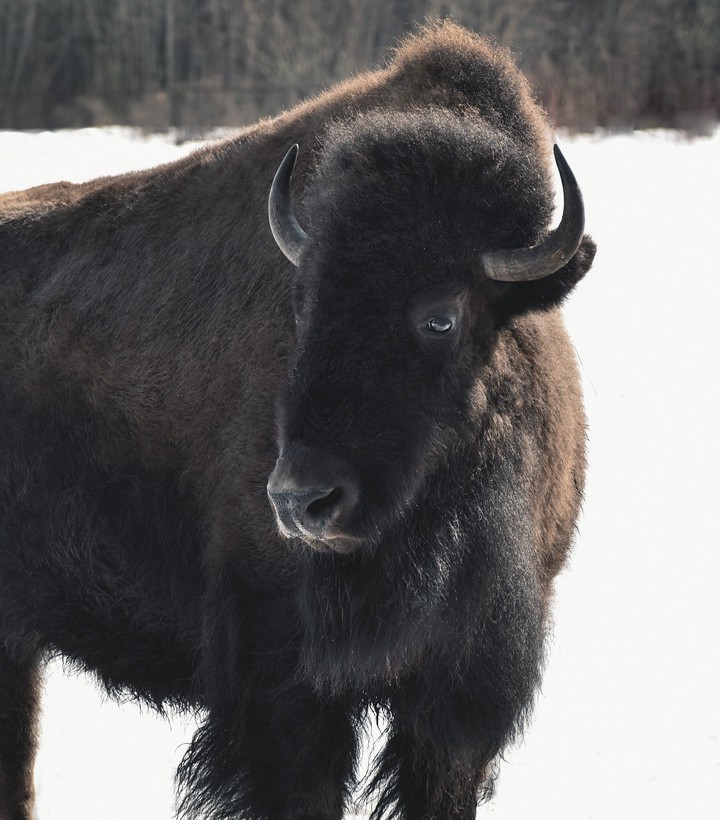 Bison in the kennel