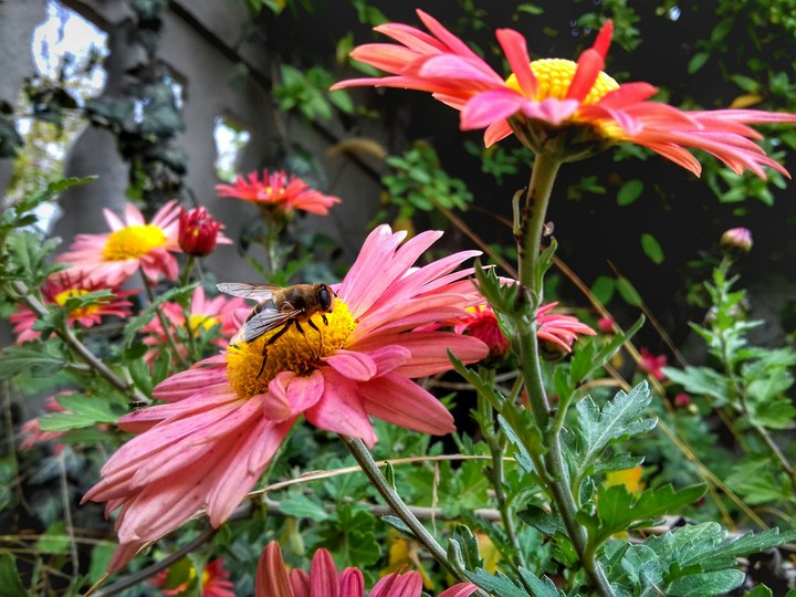 Flowers