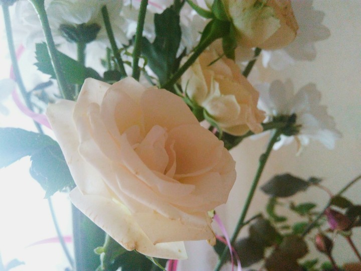 Golden rose