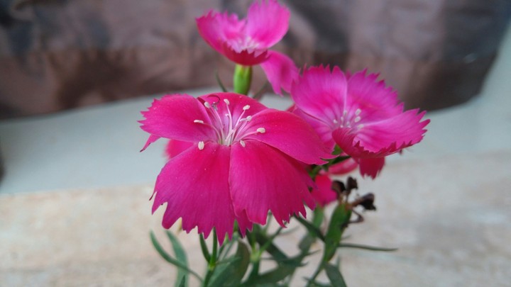 Pink flower