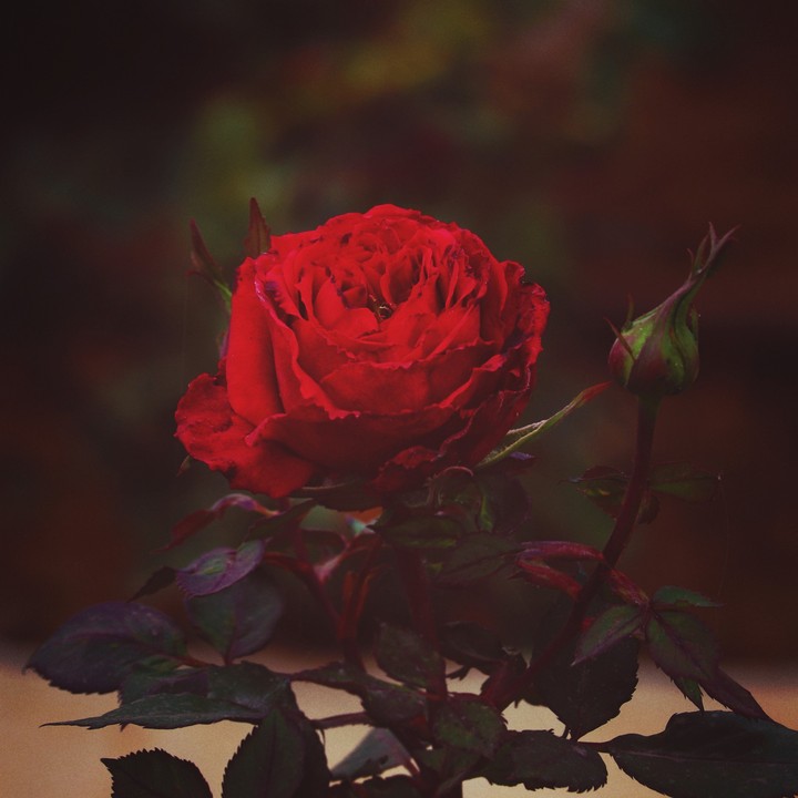 red rose