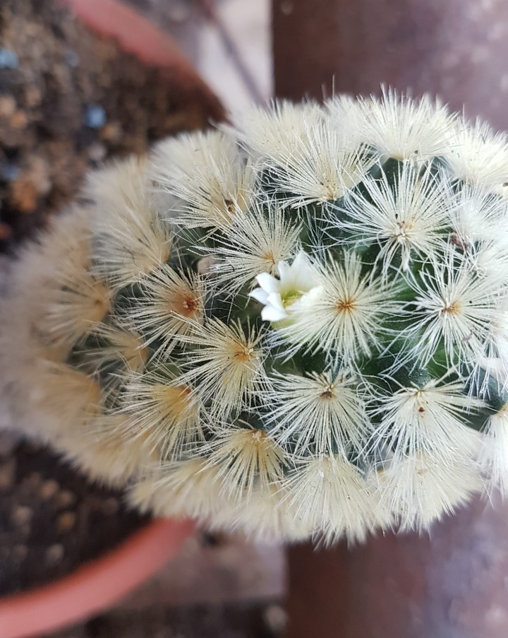 cactus