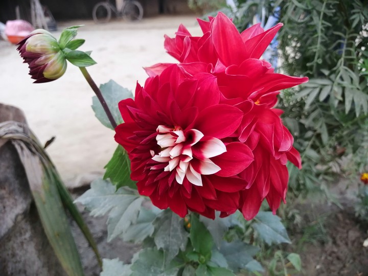 Dahlia