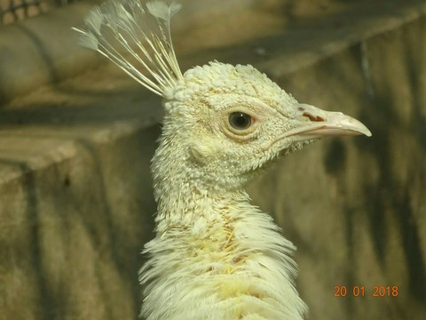 White Peacock