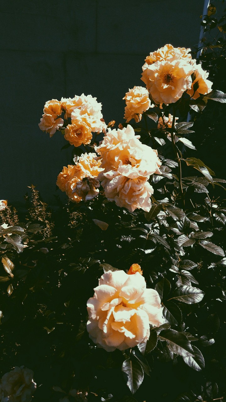 rose