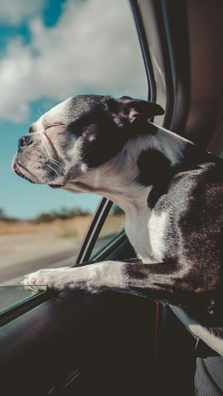 realaxed dog