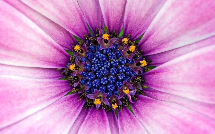 pink violate  flower macro