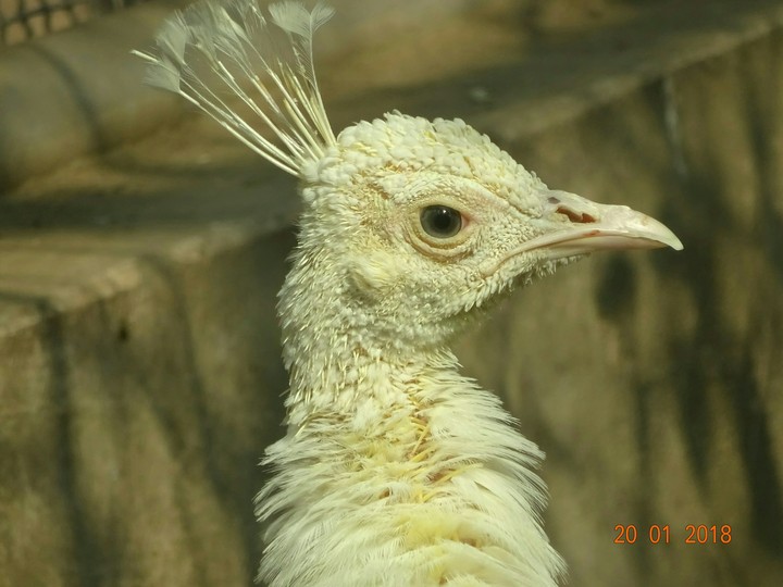 White Peacock