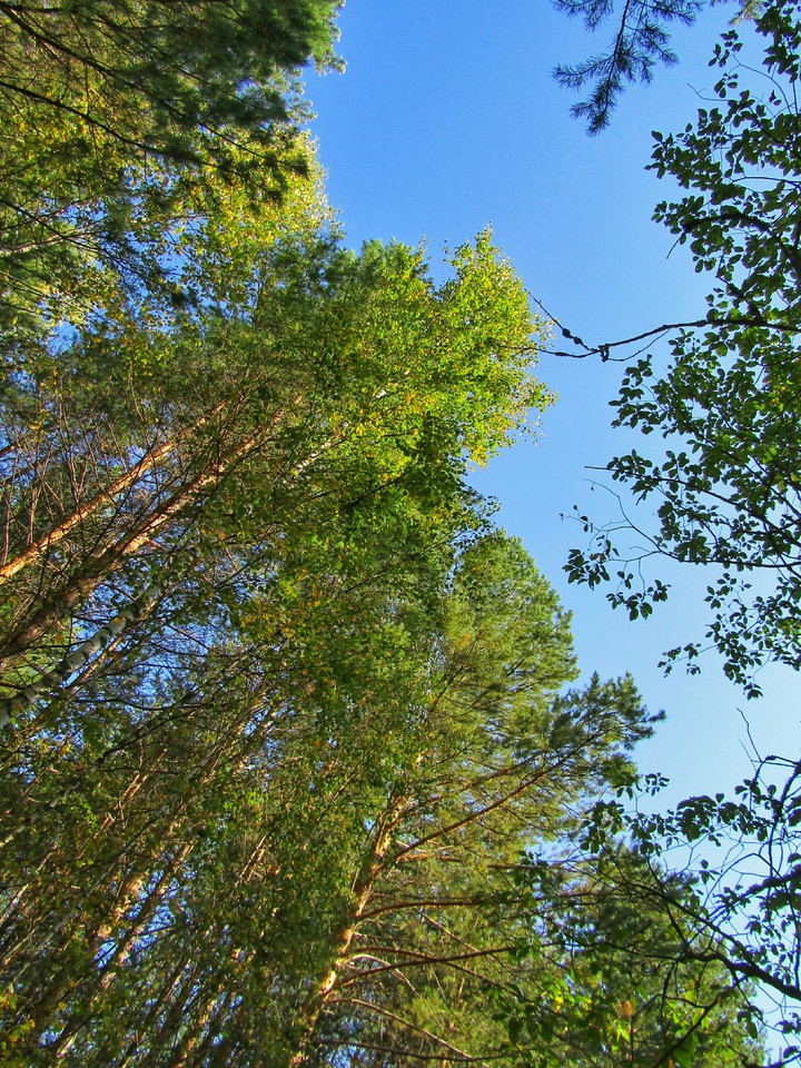 Forest