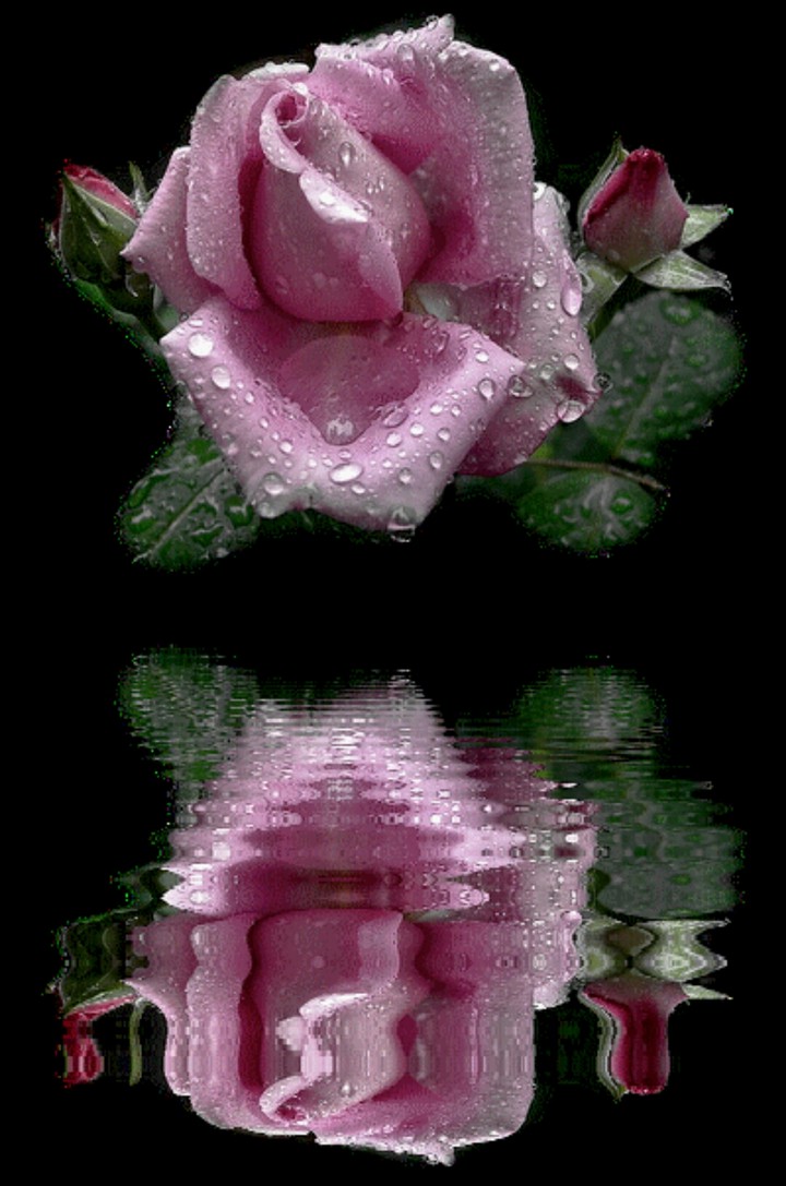 Violet rose
