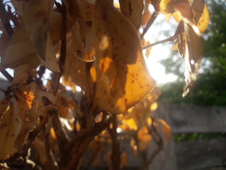 otoño