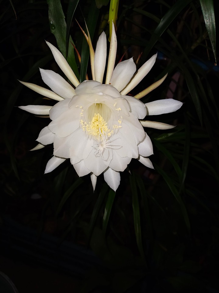 night queen