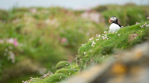 shorebirds, auk háttérképek