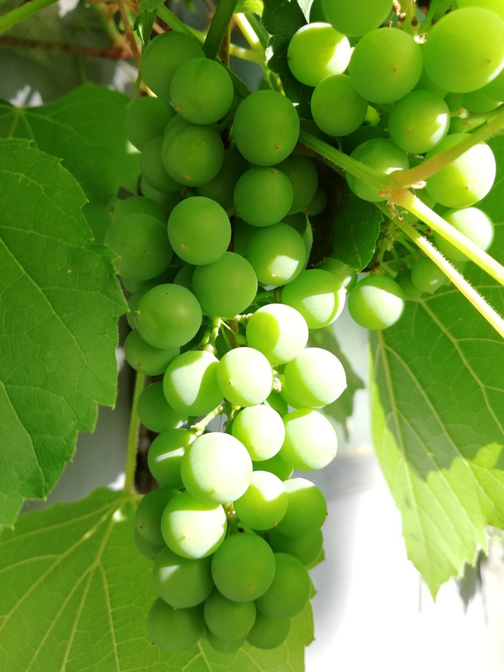 Grapes ☀️
