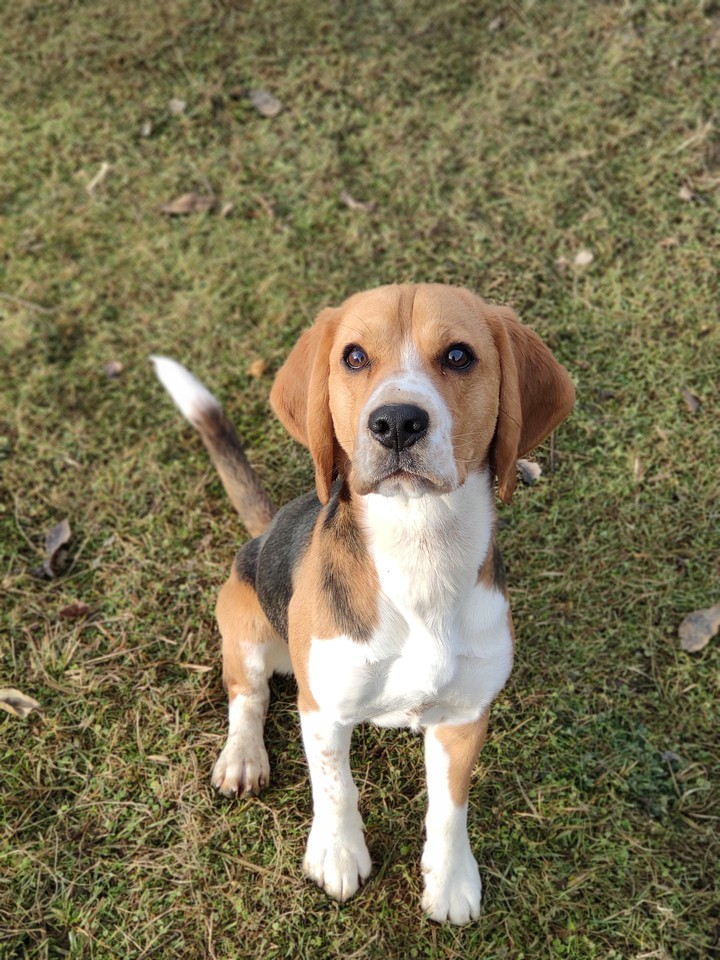 beagle. one of the best dog