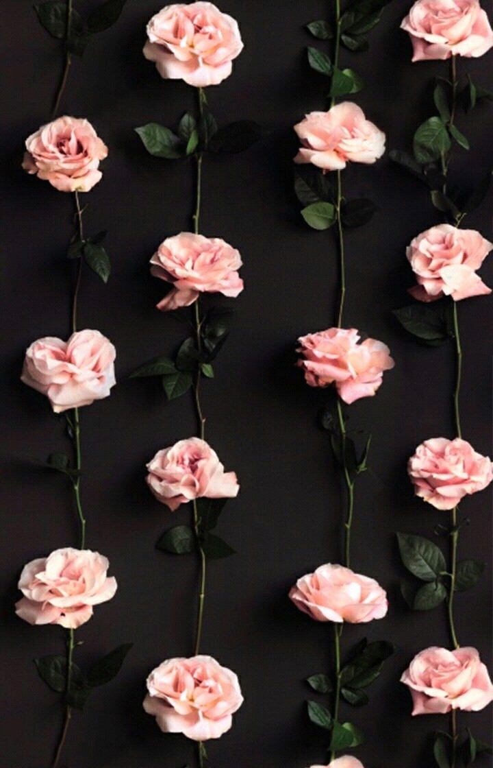 Pink roses