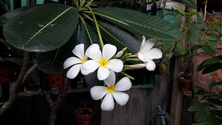 sứ trắng