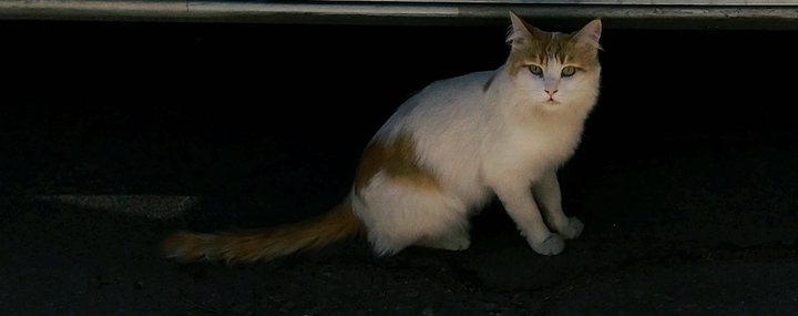 cat?