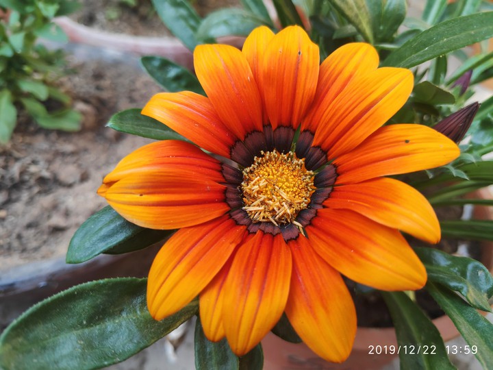 gazania