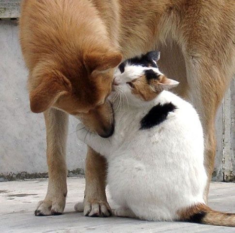 It cat & it dog together.
