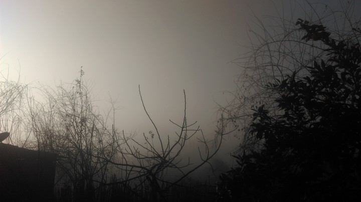 foggy garden