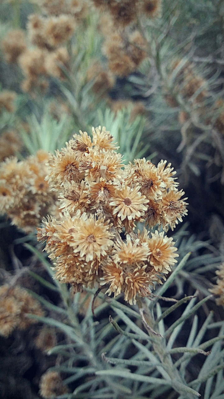 edelweis