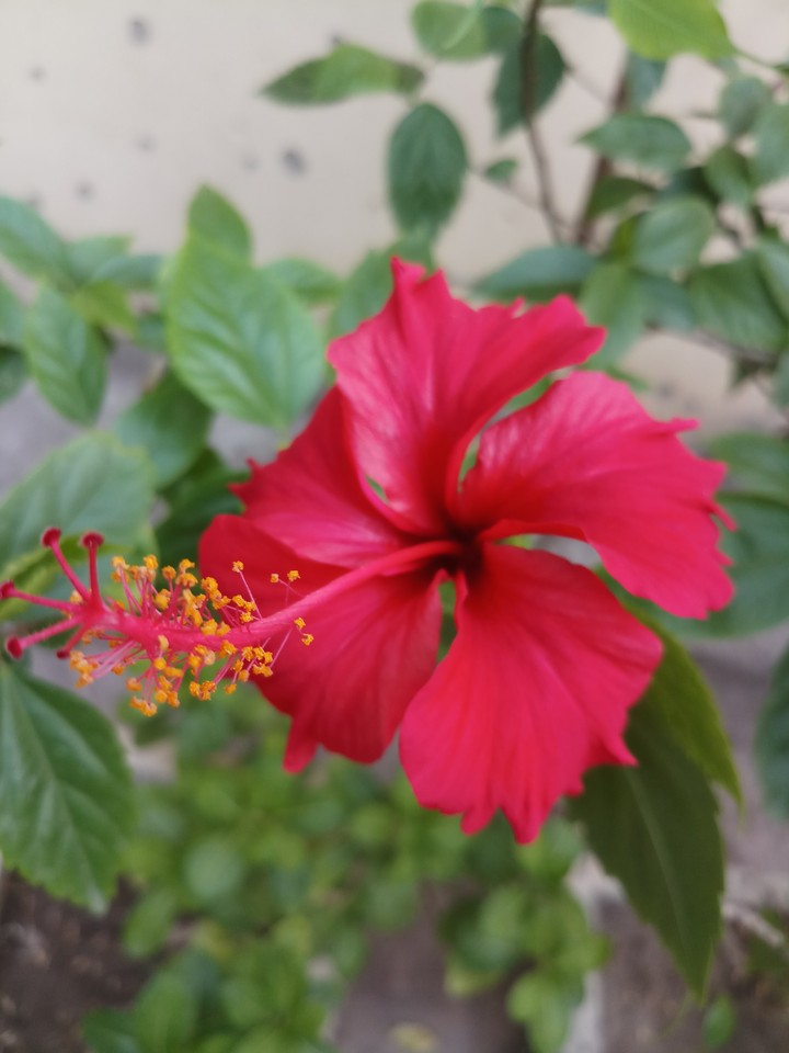 Petals