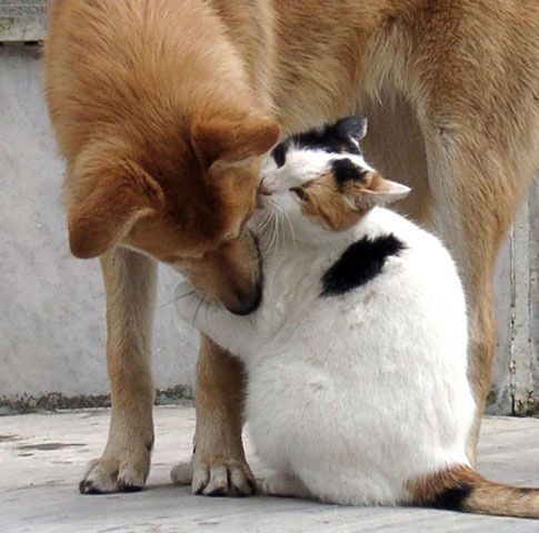 It cat & it dog together.